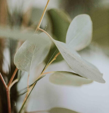 Eucalyptus